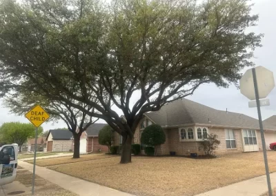 Affordable Tree Maintenance