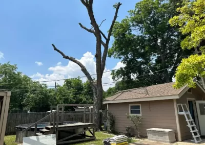 Outstanding Tree Expert
