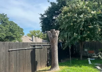 Professional Local Tree Service