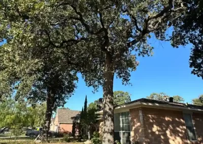 Professional Local Tree Service