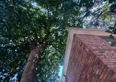 Professional Local Tree Service