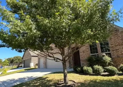 Professional Local Tree Service