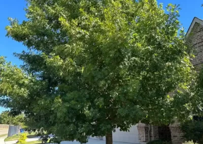 Professional Local Tree Service