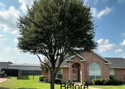 Professional Local Tree Service