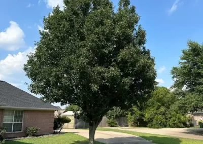 Professional Local Tree Service