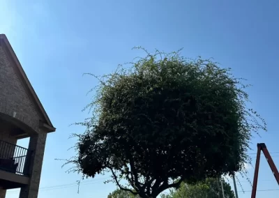 Professional Local Tree Service