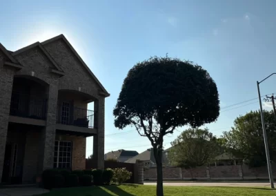 Professional Local Tree Service