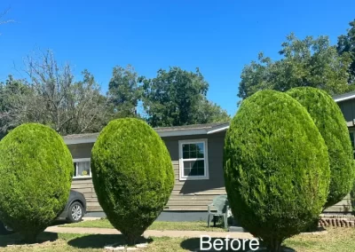 Professional Local Tree Service