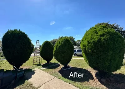 Professional Local Tree Service