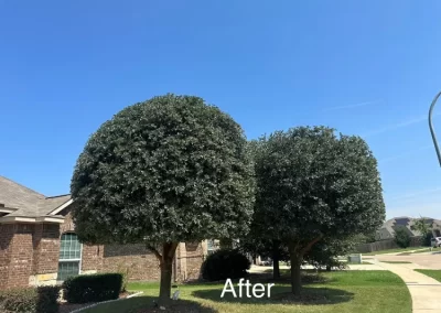 Professional Local Tree Service