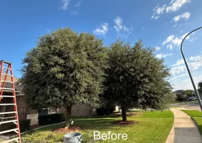 Professional Local Tree Service