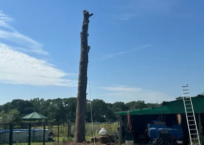 Professional Local Tree Service