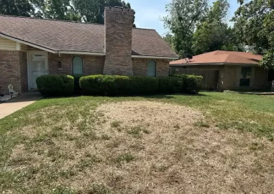 Professional Local Tree Service