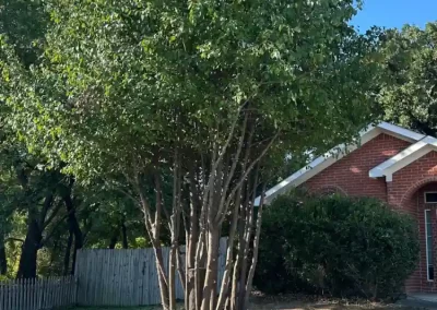 Professional Local Tree Service