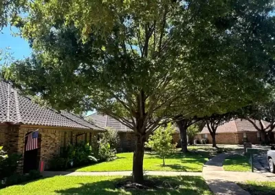 Professional Local Tree Service