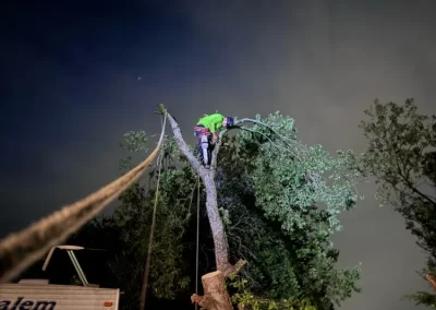 Professional Local Tree Service