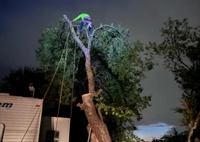Professional Local Tree Service
