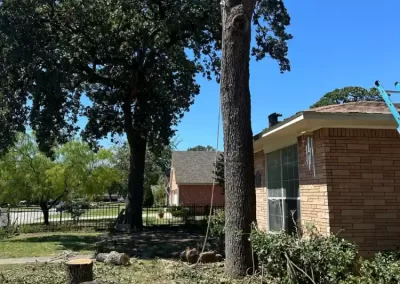 Professional Local Tree Service