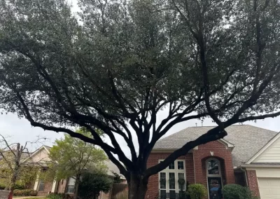 Reliable Tree Company