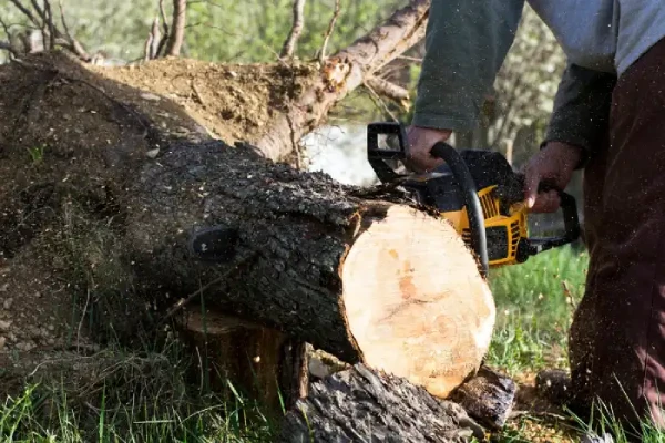 Reliable Tree Company in Fort Worth, TX