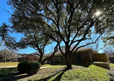 Trusted Tree Specialist