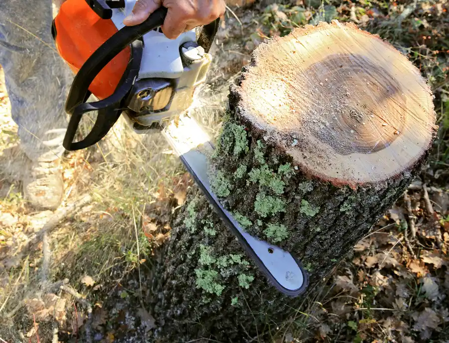Key Benefits Of Tree Cutting For Your Homes Curb Appeal in Fort Worth, TX