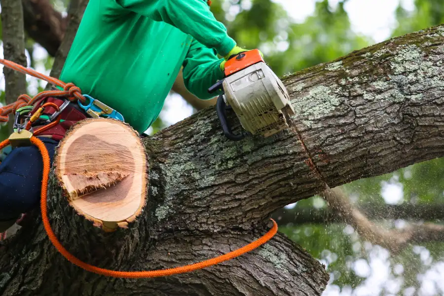 Premium Tree Trimming Service Fort Worth, TX