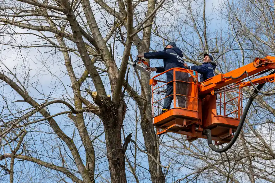 Top-rated Tree Removal Services Fort Worth, TX