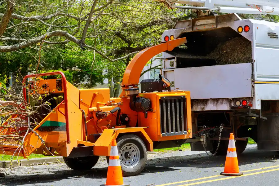 Understanding The Environmental Impact Of Tree Removal Services Fort Worth, TX Understanding The Environmental Impact Of Tree Removal Services Fort Worth, TX