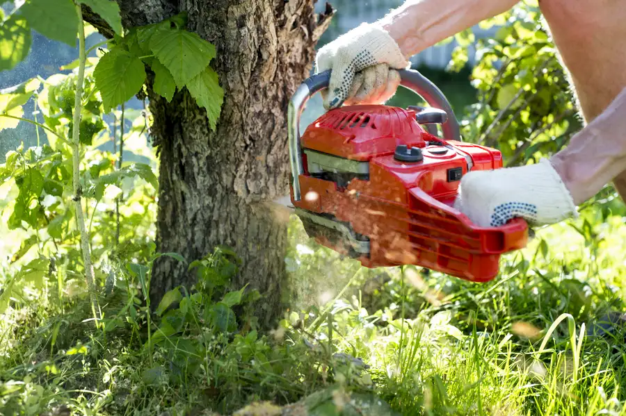 Understanding The Environmental Impact Of Tree Removal Services in Fort Worth, TX Understanding The Environmental Impact Of Tree Removal Services in Fort Worth, TX