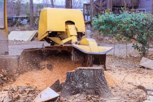 Tree Services in Fort Worth's Other Services